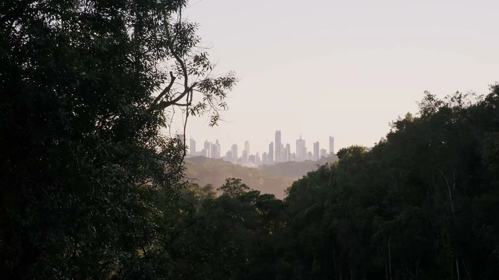 Prédios de Balneário Camboriú vistos entre as árvores